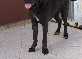 Chienne cane corso pedigree 9 mois