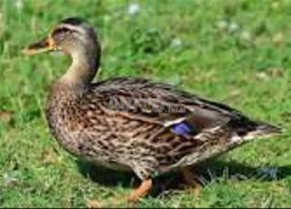 بط للبيع ذكور وإناث