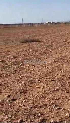 Terrain agricole titré presque 1 hectare - 2