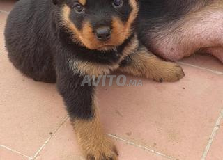 أنثى روتويلر