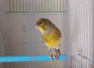 canari mâle