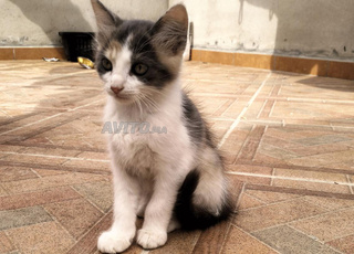 🐾 3 chatons ont besoin de personnes gentilles pour s'en occuper