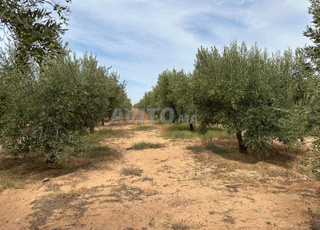 مزرعة زراعية 3 هكتارات مع زيتون، منزل وآبار