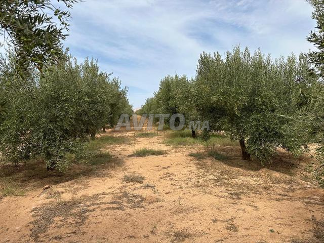 Ferme agricole 3 ha avec oliviers, maison et puits