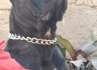 Femelles Cane Corso discipline 4 ans