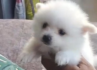 Spitz Pomeranian