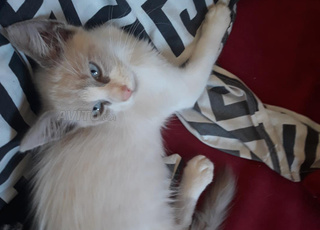 Chat Siamois Ragdoll