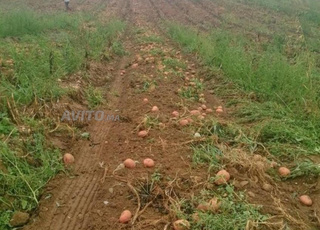 Terrain agricole enregistré et non conservé d'une superficie d'environ 1000 mètres