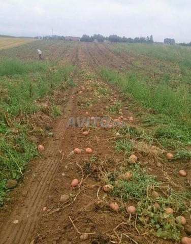 أرض فلاحية مسجلة وغير محفظة مساحتها حوالي 1000 متر