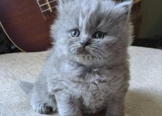 بريتيش لونغ هير