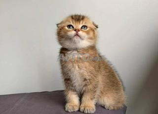 ذكر سكوتش فولد