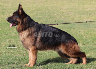 Berger allemand pedigree