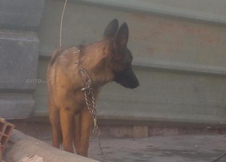 كلب مالينوي