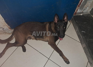 Mâle Malinois Sharbonnier à vendre