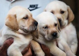 Labrador chiot