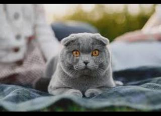 قط صغير من سلالة سكوتش فولد