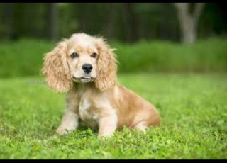 Cocker spaniel chiot