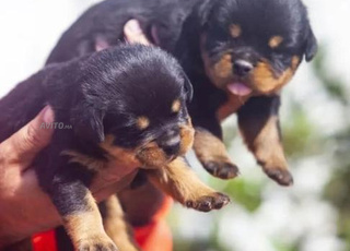 Rottweiler chiot