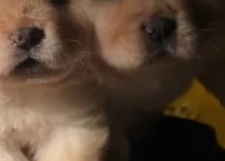 chiot chow-chow
