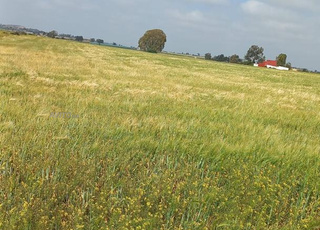 Terrain de 3 hectares dans le périmètre urbain de Benslimane