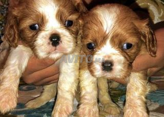 جرو كافاليير كينغ تشارلز