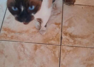 Vends bon chat siamois