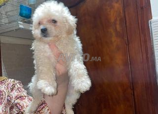 بيشون مالطي