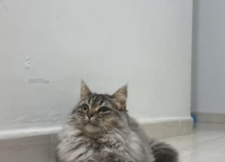 Chat à vendre 9 mois