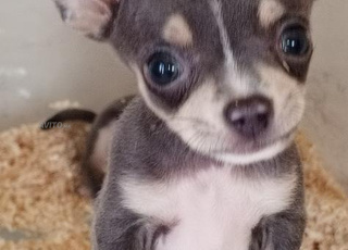 Chiot chihuahua toy
