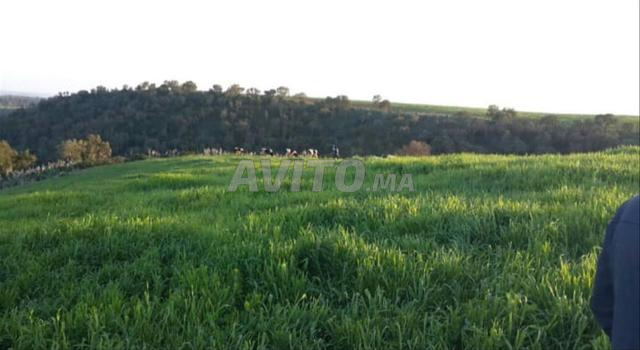 مزرعة بالروماني همزة ممتازة على الطريق - 2