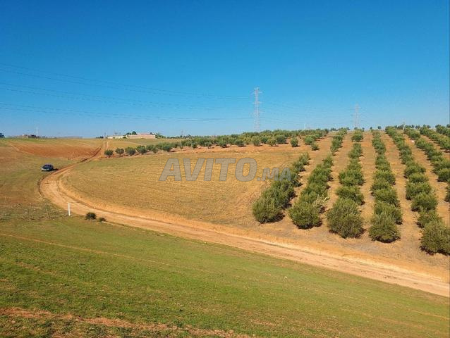 أرض 6500 متر وأشجار زيتون وبئر في سيدي عبد الرزاق