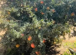 Quatre hectares enregistrés avec une maison et un puits et des grenadiers