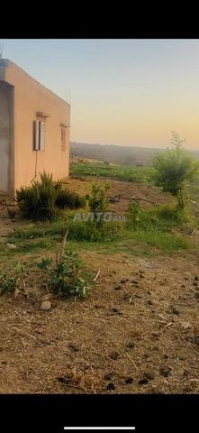Quatre hectares de terrain avec maison et puits et des arbres à grenade