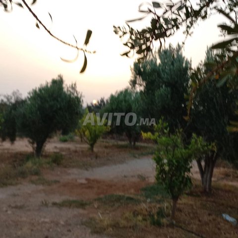 مزرعة مجهزة للبيع