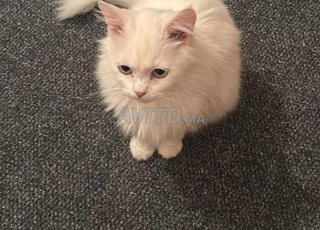 Chat à adopter de 3 ans