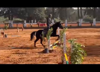 فرسة قفز على الحواجز