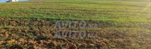 Terrain agricole irrigué avec technique (goût a goût) - 2