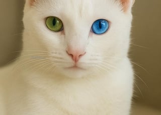 Chat Angora à vendre