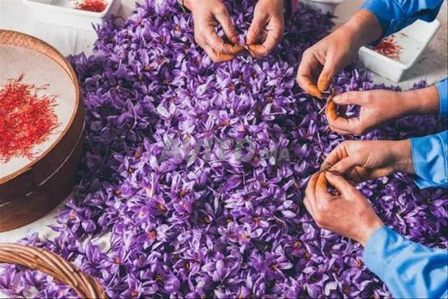 Safran libre de Taliouine