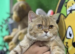 بريطانيا قصيرة الشعر