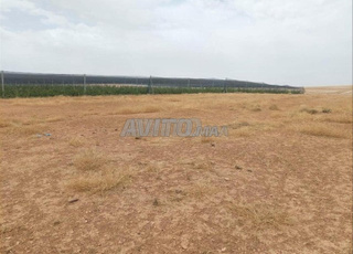 Terrain agricole de 3,5 ha Région de Tiflet