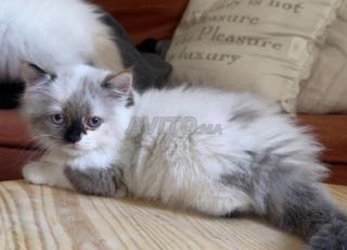 قطط رagdoll نقية عمرها 3 أشهر