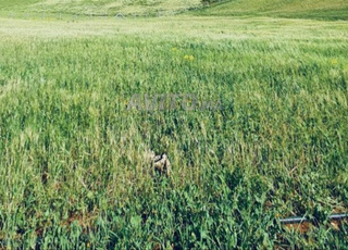 Ferme à ainjohra à 5 min du centre ville de tifelt