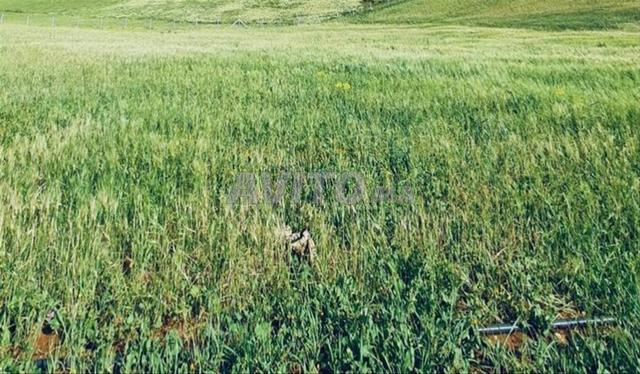 Ferme à ainjohra à 5 min du centre ville de tifelt