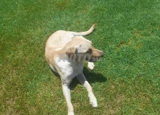 زوج لابرادور