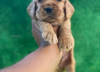 Cocker Spaniel chiot