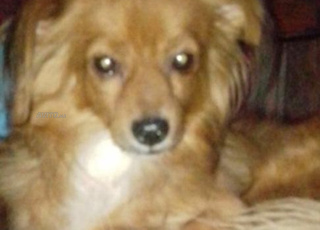 كلب للبيع مراكش