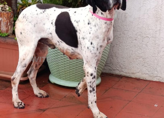 A VENDRE Chien Pointer Anglais