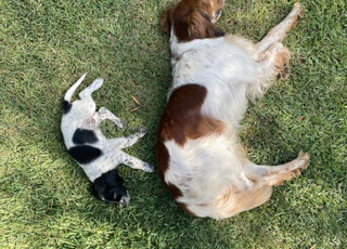 Chiots Setter Anglais Très grande lignée de chasse