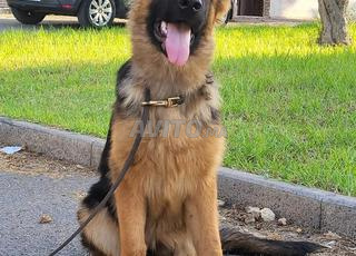 أنثى كلب الراعي الألماني ذو نسب